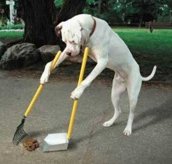 cane che spazza la strada con scoopa e paletta