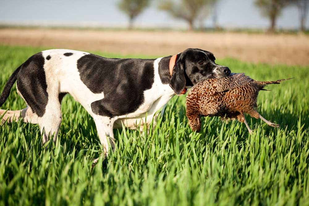 cane pointer inglese con preda fagiano