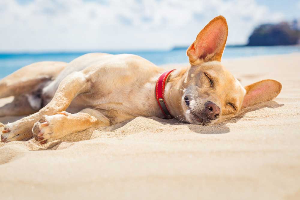 chihuahua dorme in spiaggia