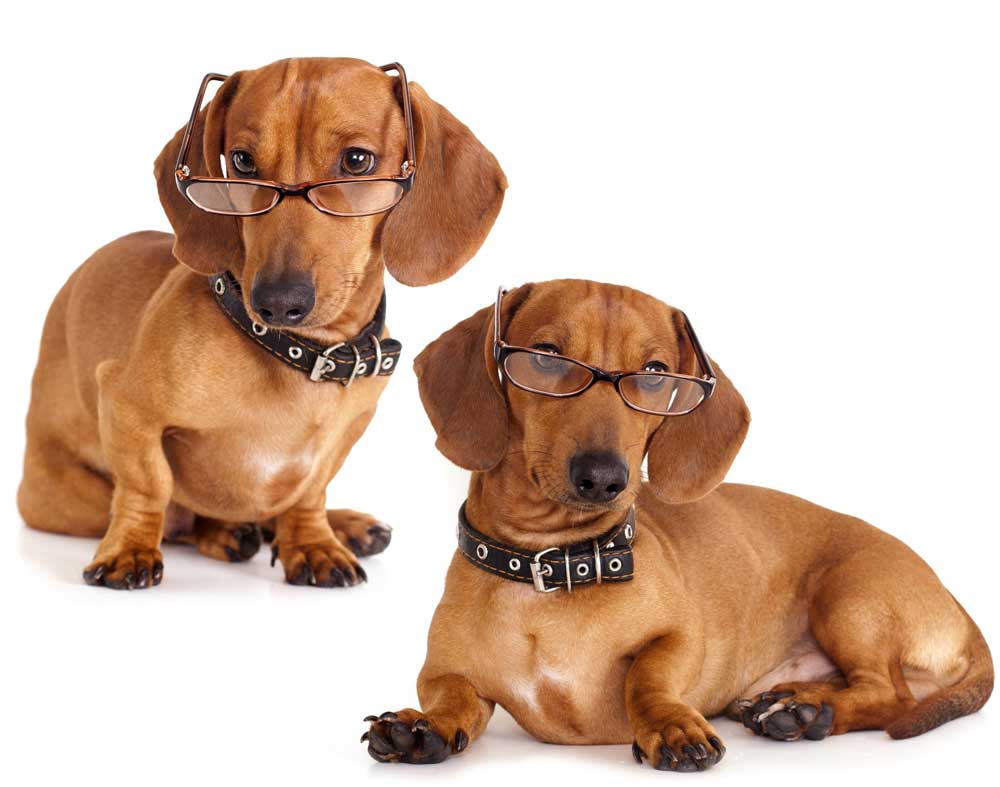 due cani bassotto con occhiali