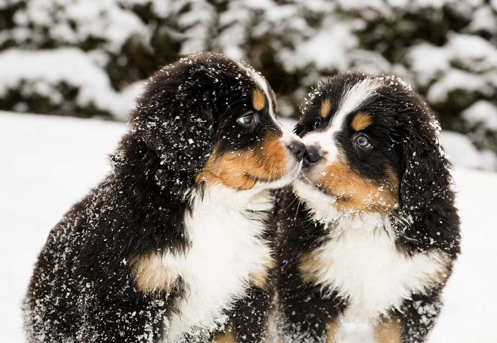 due cuccioli di bovaro del bernese sulla neve
