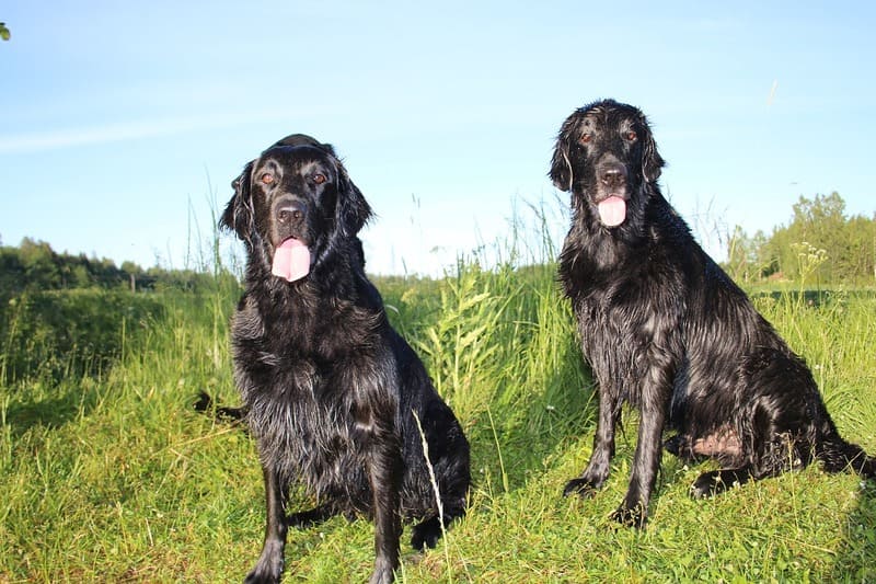Flat Coated Retriever Carattere