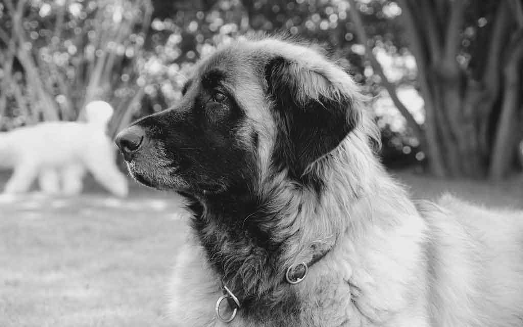 Razza canina Leonberger