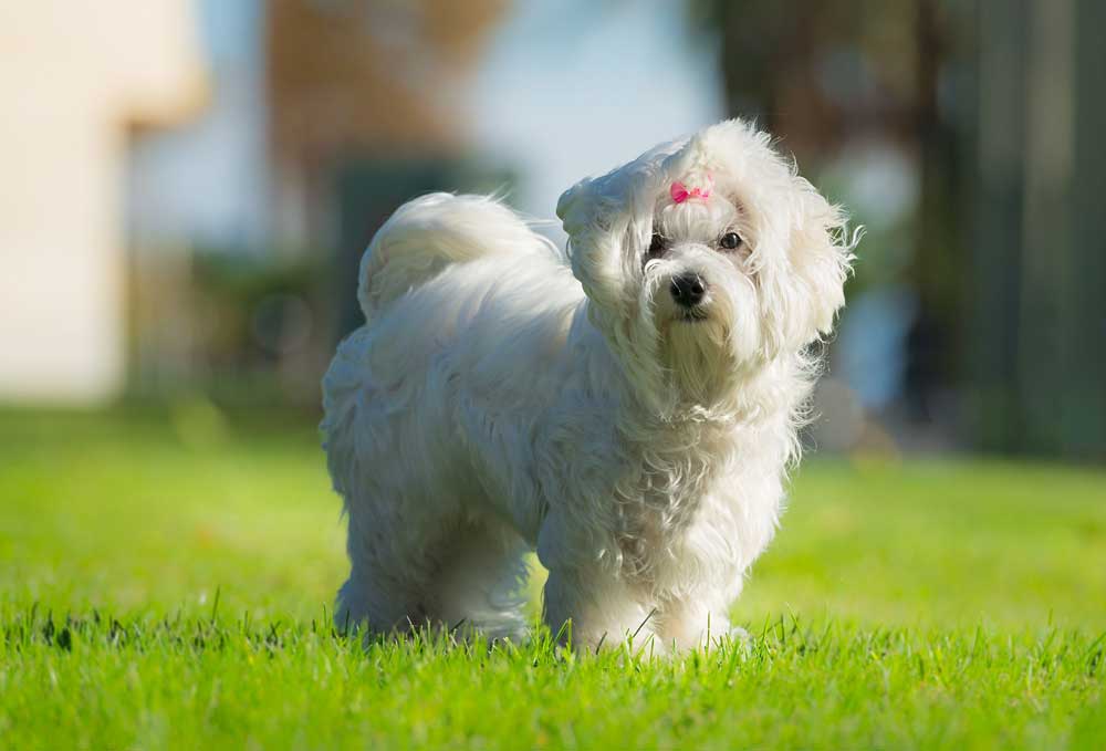 Cane maltese nel parco