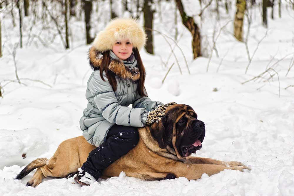 mastiff sulla neve con ragazza sul dorso
