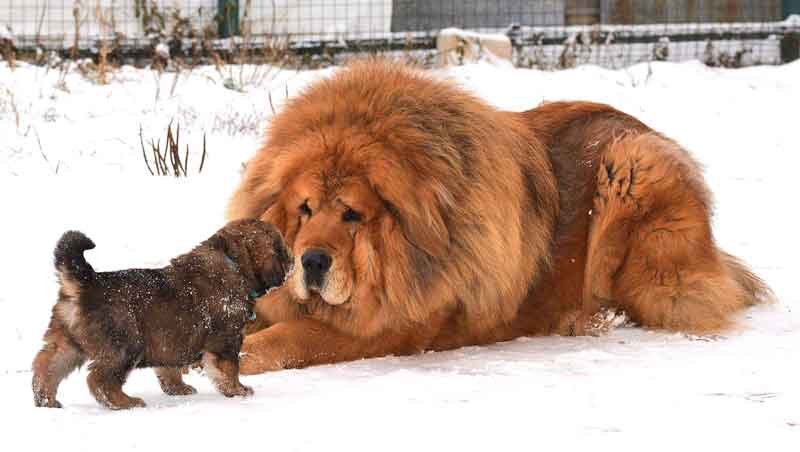 Foto di un Mastino Tibetano adulto insieme ad un cucciolo
