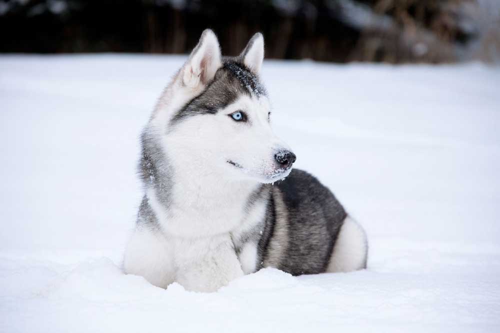 husky siberiano sulla neve