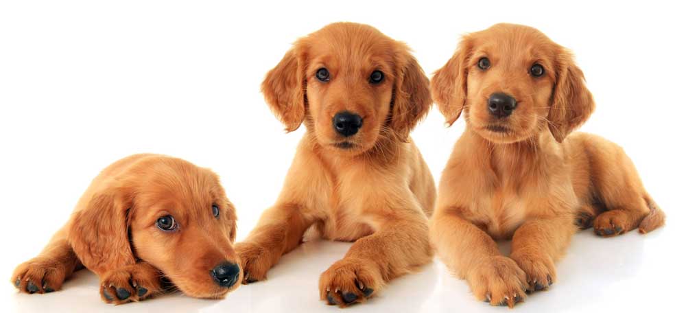 tre cuccioli golden retriever