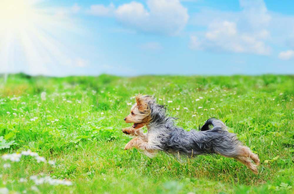yorkshire terrier che corre
