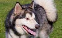 Alaskan Malamute: aspetto, carattere, prezzo dei cuccioli