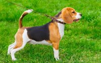 Beagle: carattere e caratteristiche