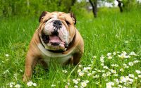 Bulldog: origine, carattere e prezzo dei cuccioli