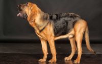 Bloodhound: origini, carattere ed attitudini