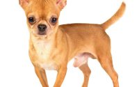 Chihuahua: origini, carattere e aspetto