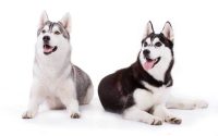 Siberian Husky: origine, carattere e prezzi dei cuccioli