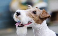 Fox Terrier: carattere e prezzo di un cucciolo con pedigree