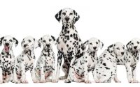 Dalmata: origini, carattere, prezzo dei cuccioli