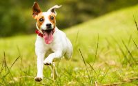 Jack Russell Terrier: carattere ed attitudini