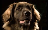 Leonberger: carattere, caratteristiche e prezzo dei cuccioli