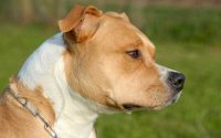American Staffordshire Terrier: carattere ed attitudini