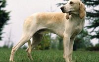 Razza Canina Billy: origini, prezzo, carattere ed attitudini