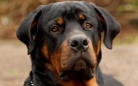 Rottweiler: carattere e prezzo di un cucciolo con pedigree